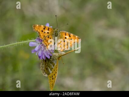 Komma butterfly' Polygonia c-Album' und Silber - gewaschen fritillary "Ceriagrion tenellum' Stockfoto