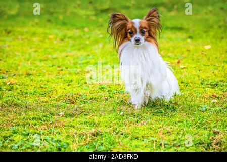 Porträt einer Papillon purebreed Hund sitzen auf dem Gras Stockfoto