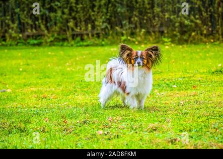 Porträt einer Papillon purebreed Hund sitzen auf dem Gras Stockfoto