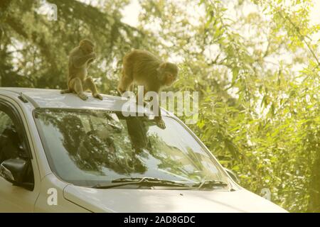 Makaken angreifenden Touristen im Auto, um Nahrung zu bitten Stockfoto