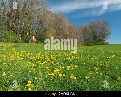 Holz- jäger Hochsitz in der Nähe von frühlingswiese. Stockfoto