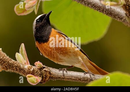 Gartenrotschwänze Stockfoto