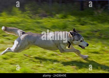 SIBERIAN HUSKY Canis familiaris Laufen für Übung. Im Inland. Stockfoto