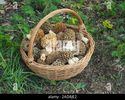 Korb mit echten Morcheln (Morcehlla esculenta) Stockfoto