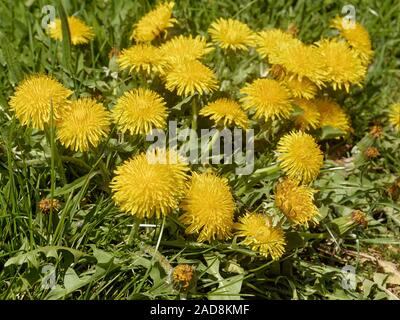 Löwenzahn Stockfoto