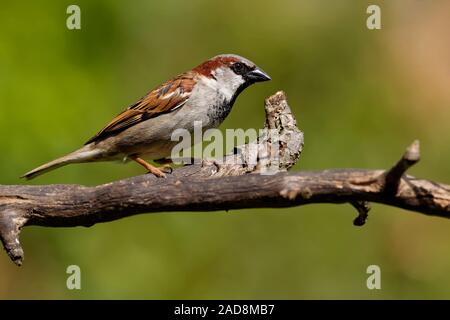 Haussperling Stockfoto