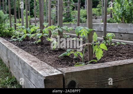 Gesunde junge Tomatenpflanzen, die jeweils zu einem hölzernen Pflock für die Unterstützung gebunden, wachsen in einem Bett in einem Hinterhof essen Garten (British Columbia). Stockfoto