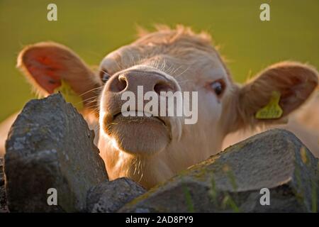 SIMMENTAL KREUZ, Rindvieh, mit Blick auf die Mauer aus Stein, Northumberland. Stockfoto