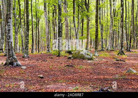 Holz in Amiata Berg im Frühjahr Saison, Toskana, Italien Stockfoto