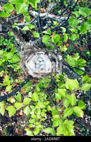 Gemütliche Arktis redpoll (Acanthis hornemanni) Nest Stockfoto