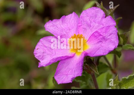 Kretische cistus Rose Stockfoto