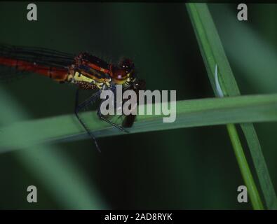 Adonis Libelle sitzt auf einem Grashalm und isst eine Fliege Stockfoto