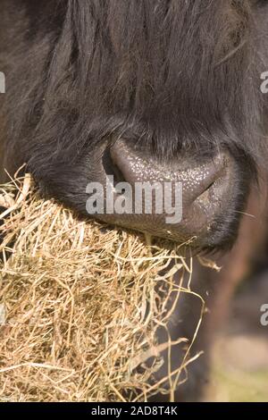 HIGHLAND Kuh essen Heu. (Bos taurus). Im Inland. Schließen Sie die Schnauze, Mund und Nase. Stockfoto