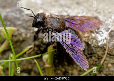 Große hölzerne Bee Stockfoto