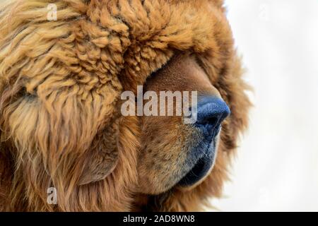 Die dicken, flauschigen Mantel eines Tibetisch Dogge legt stark über die Augen des Guard Dog. Stockfoto