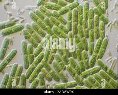 Grüne Algen unter dem Mikroskop 100x Stockfoto