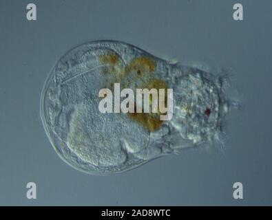 Rotifer unter dem Mikroskop 100x Stockfoto