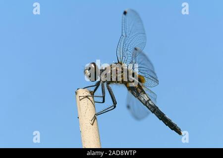 Petite Darter Stockfoto