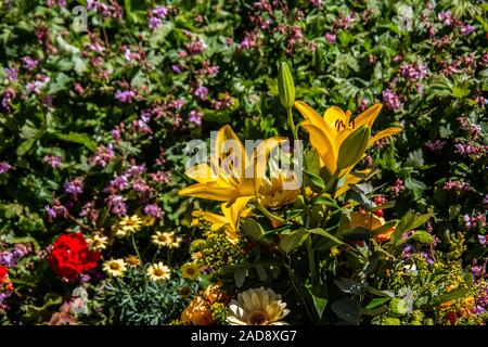 Schönen gelb grün Blumenstrauß mit Lilien und Rosen Stockfoto