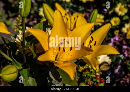 Schönen gelb grün Blumenstrauß mit Lilien und Rosen Stockfoto