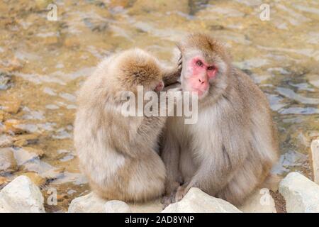 Japanische Snow Monkey Stockfoto