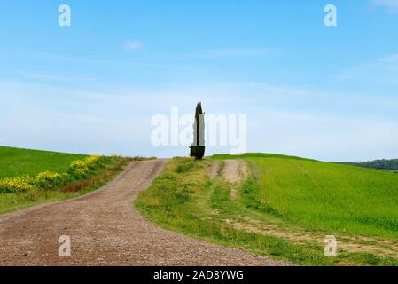 Schöner Frühling minimalistischer Landschaft mit grünen Hügeln in der Toskana, Italien Stockfoto