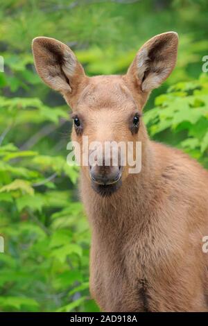 Das Porträt einer Elch Kalb in der Abenddämmerung. Stockfoto