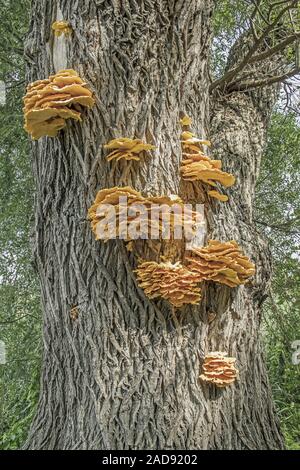 Huhn der Woods' Laetiporus sulfureus' Stockfoto