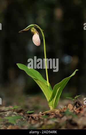 Ein einsamer Pink Lady Slipper im Wald. Stockfoto