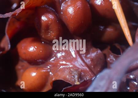 Bady Rack (Fucus vesiculosus) braunen Algen Stockfoto