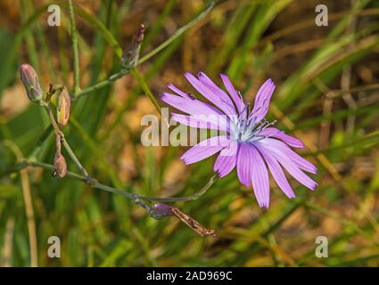 Blau Kopfsalat 'Lactuca perennis' Stockfoto