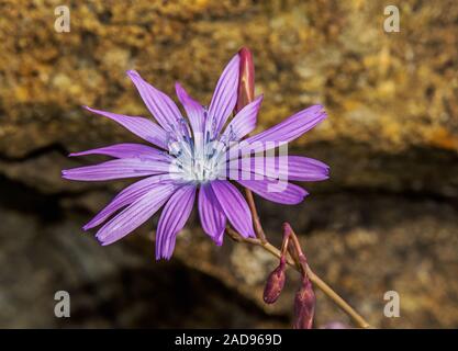 Blau Kopfsalat 'Lactuca perennis' Stockfoto