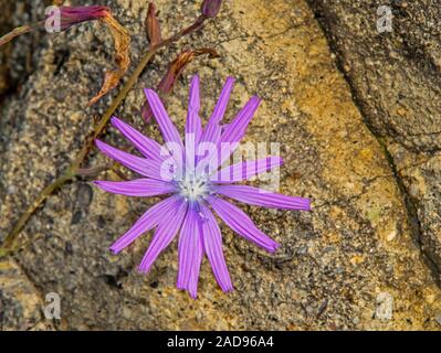 Blau Kopfsalat 'Lactuca perennis' Stockfoto