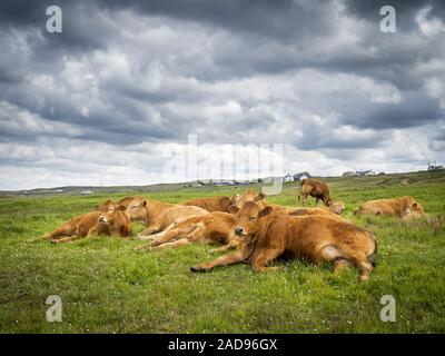 Faul Kühe in Irland auf einer Wiese Stockfoto