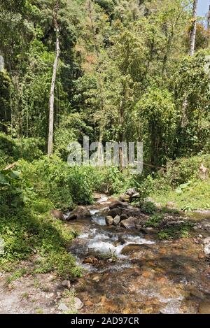 Kleiner Bach in Volcan Baru National Park Panama Stockfoto