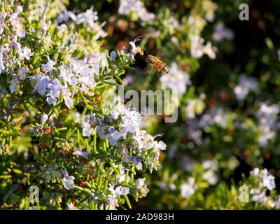 Flying Bee Bestäubung eine schöne weiße Blüten in Oakland. Stockfoto