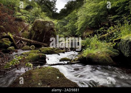 Rapids genannt Irreler Wasserfälle der Naturpark Südeifel, Irrel, Eifel, Deutschland, Europa Stockfoto