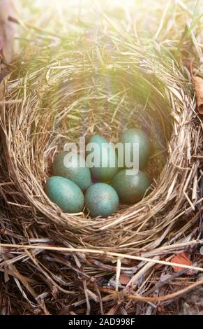 Nest mit 6 Eiern Kupplung von Thrush - Redwing Stockfoto