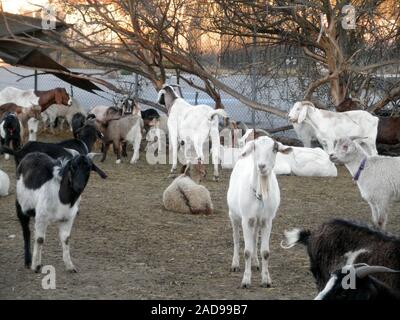 Weiße und braune Schafe und Ziegen hängen in einem überwucherten Feld in einem städtischen Gebiet als ihr alle über gewachsene Unkraut essen. Stockfoto