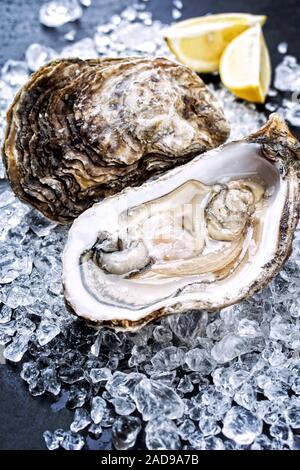 Frische rock Oyster angeboten als closeup geöffnet mit in Scheiben geschnittenen Zitrone auf Crushed Ice Stockfoto