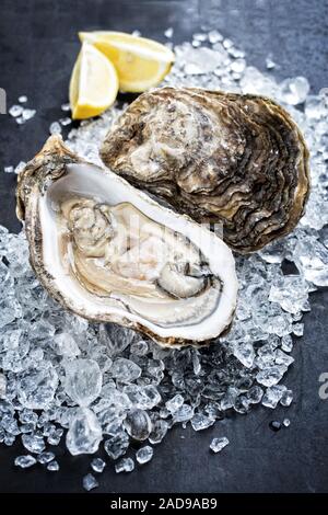 Frische rock Oyster angeboten als closeup mit in Scheiben geschnittenen Zitrone auf Crushed Ice mit Kopie Raum geöffnet Stockfoto