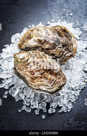 Frische rock Oyster angeboten als Closeup auf Crushed Ice mit Kopie Raum Stockfoto