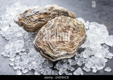 Frische rock Oyster angeboten als Closeup auf Crushed Ice mit Kopie Raum Stockfoto