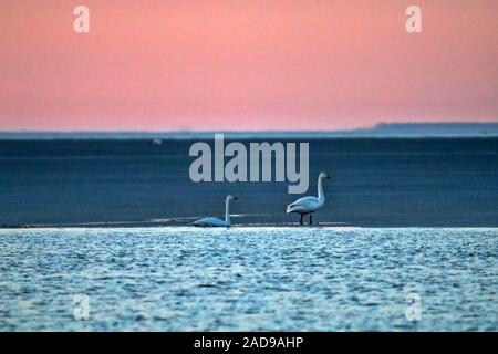 Paar Bewick's Swan Stockfoto