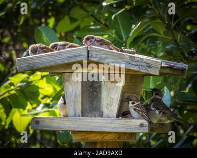 Vogelhaus mit Spatzen in einem Garten Stockfoto