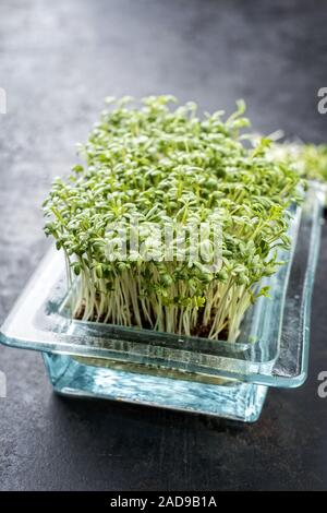 Frische Gartenkresse germ Bud als Closeup auf einem schwarzen Brett mit Kopie Raum Stockfoto