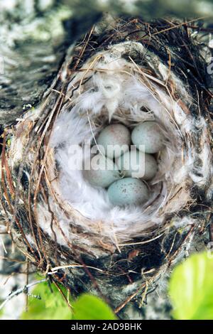 Gemütliche Arktis redpoll (Acanthis hornemanni) Nest Stockfoto