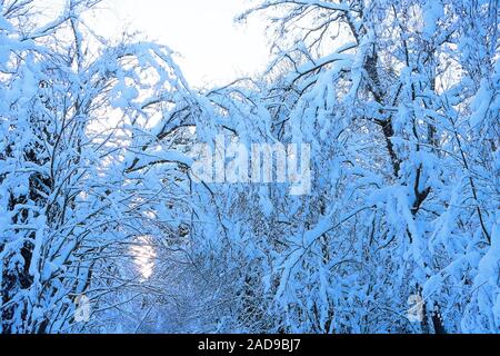 Fantastische Wald nach vielen Tagen der Schneefall Stockfoto