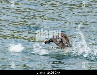 Blässhuhn Fulica atra'' Stockfoto