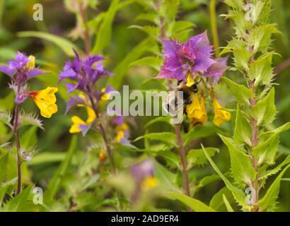 Biene sammelt Nektar von Blüten (Melampyrum nemorosum) Stockfoto